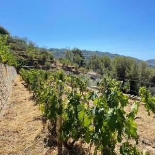 Agricoltori imperiesi soddisfatti per il nuovo contratto che prevede la valorizzazione delle peculiarità locali Agricoltori imperiesi soddisfatti per il nuovo contratto che prevede la valorizzazione delle peculiarità locali