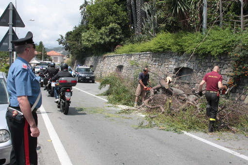 Santo Stefano al Mare: grosso albero cade sull'Aurelia, intervento dei Vigili del Fuoco Santo Stefano al Mare: grosso albero cade sull'Aurelia, intervento dei Vigili del Fuoco