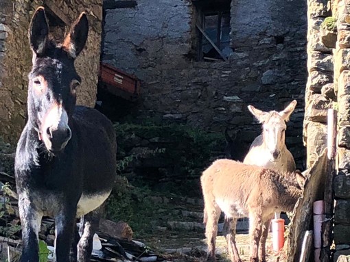 Alluvione, disastro in valle Arroscia, una ventina tra asini e mucche isolati a Montegrosso: "Difficile anche portargli da mangiare" (foto)