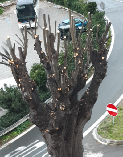Ventimiglia, Italia Nostra-Ponente Ligure e Comitato Spontaneo del Verde: "Capitozzature nel viale alberato a Roverino"