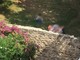Sanremo: accampamento rom ai giardini delle Carmelitane, la segnalazione con foto di un lettore Sanremo: accampamento rom ai giardini delle Carmelitane, la segnalazione con foto di un lettore