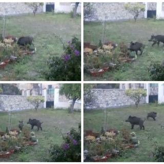 Imperia, cinghiali nel giardino di casa in via Santa Lucia. La proprietaria: "Ormai è una emergenza" (foto e video)