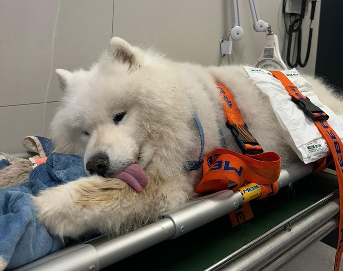 Ventimiglia, Ambulanze Veterinarie Odv: "Scaduta la convenzione con il Comune, sarà richiesto un rimborso spese per ogni intervento"