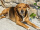 Sanremo: da lunedì scorso è stato smarrito il cane Aragon in zona Villetta, l'appello Sanremo: da lunedì scorso è stato smarrito il cane Aragon in zona Villetta, l'appello