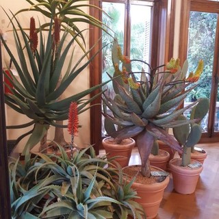 Crea il tuo giardino con le piante grasse nei colori della primavera: con AG Sanremo un'immersione nel mondo dei cactus e delle succulente