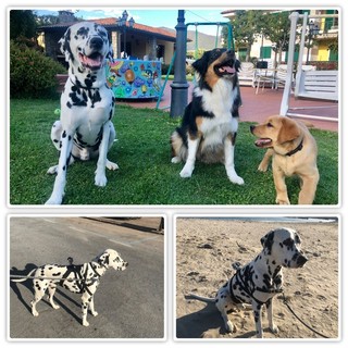 Una giornata da cani: avete mai visto dove va il vostro? Ecco un giorno a spasso con George (Video)