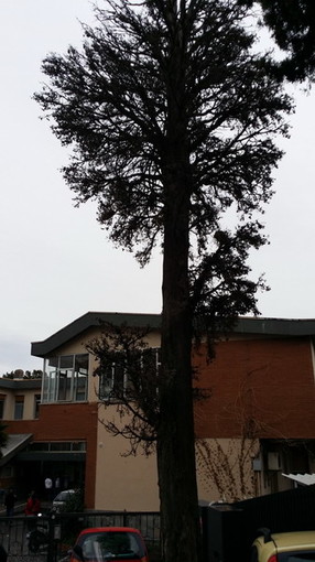 Sanremo: un albero pericolante davanti all'Istituto Aicardi, la segnalazione di Sandro Noaro