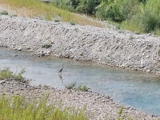 Ventimiglia, giovane airone cenerino avvistato nel fiume Roia (Foto)