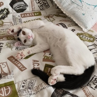 Sanremo, gattino meraviglioso di 4 mesi cerca una nuova casa (foto) Sanremo, gattino meraviglioso di 4 mesi cerca una nuova casa (foto)