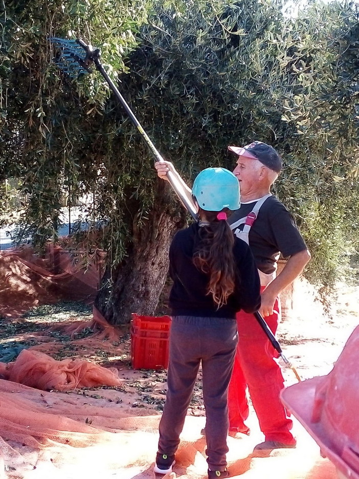 Sanremo: gli alunni della scuola primaria A. Rubino fra gli olivi secolari (foto)