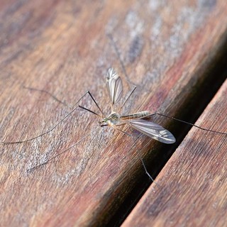 Disinfestazione zanzare