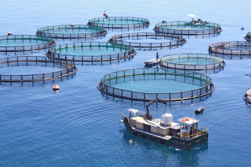 Pesca e acquacoltura, via libera al Bando per coprire gli extracosti delle imprese per tensioni in Medioriente Pesca e acquacoltura, via libera al Bando per coprire gli extracosti delle imprese per tensioni in Medioriente