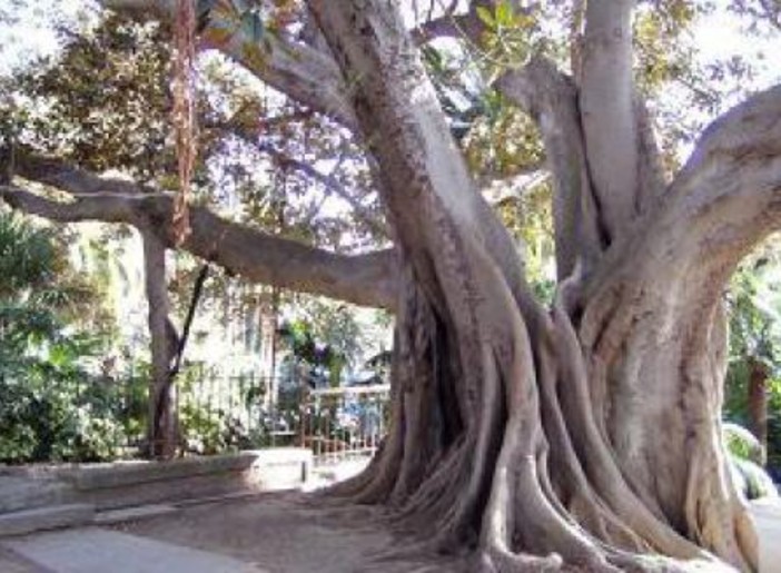 Domani, lunedì 31 ottobre, escursione alla scoperta delle fioriture e degli Alberi Monumentali dei parchi di Sanremo