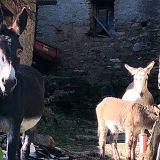 Alluvione, disastro in valle Arroscia, una ventina tra asini e mucche isolati a Montegrosso: "Difficile anche portargli da mangiare" (foto) Alluvione, disastro in valle Arroscia, una ventina tra asini e mucche isolati a Montegrosso: "Difficile anche portargli da mangiare" (foto)