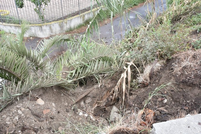 Vallecrosia: pino marittimo cade su due auto parcheggiate, intervento di Vigli del Fuoco e Polizia Locale Vallecrosia: pino marittimo cade su due auto parcheggiate, intervento di Vigli del Fuoco e Polizia Locale