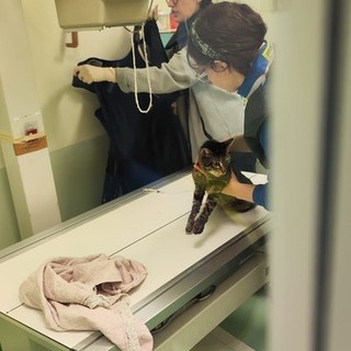 Emergenza veterinaria nell'Imperiese, attivo anche di notte nel week end il pronto soccorso Emergenza veterinaria nell'Imperiese, attivo anche di notte nel week end il pronto soccorso