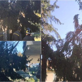 Tavole, sfiorata la tragedia: grosso albero della Parrocchia si abbatte su una casa Tavole, sfiorata la tragedia: grosso albero della Parrocchia si abbatte su una casa