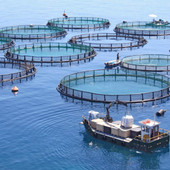 Pesca e acquacoltura, via libera al Bando per coprire gli extracosti delle imprese per tensioni in Medioriente