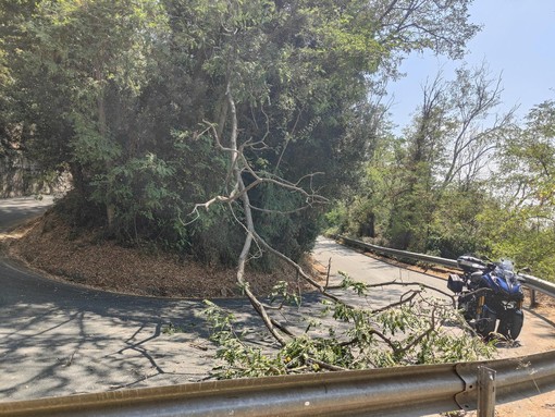 Sanremo, albero cade sulla strada: vigili del fuoco in azione (Foto)