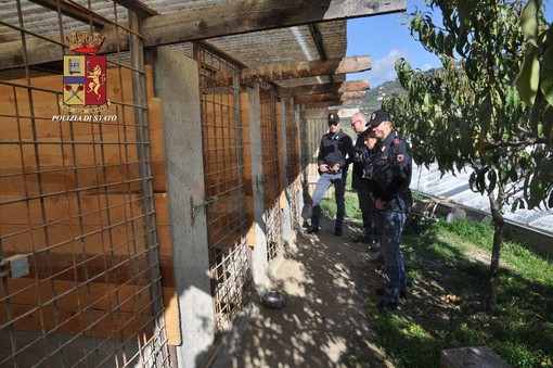Vallecrosia: sequestrato allevamento clandestino di cani, faceva parte di una rete per combattimenti tra questi animali