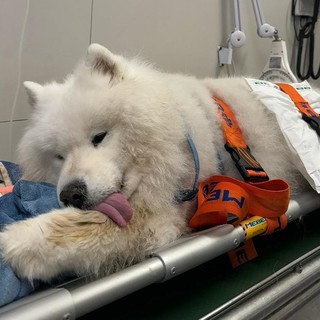 Sanità: da domani le emergenze veterinarie possono essere segnalate all'Asl 1 allo 0184536853 Sanità: da domani le emergenze veterinarie possono essere segnalate all'Asl 1 allo 0184536853