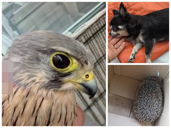 Soccorso di animali domestici e selvatici nel Ponente ligure, otto interventi in un giorno per Ambulanze Veterinarie Odv (Foto)