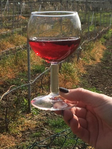 Il buon vino della tradizione ligure di ponente si trova a Terzorio: all'Azienda Agricola Lombardi strategia “green” e vinificazione tutta al naturale