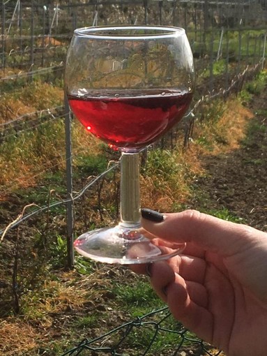 Il buon vino della tradizione ligure di ponente si trova a Terzorio: all'Azienda Agricola Lombardi strategia “green” e vinificazione tutta al naturale Il buon vino della tradizione ligure di ponente si trova a Terzorio: all'Azienda Agricola Lombardi strategia “green” e vinificazione tutta al naturale