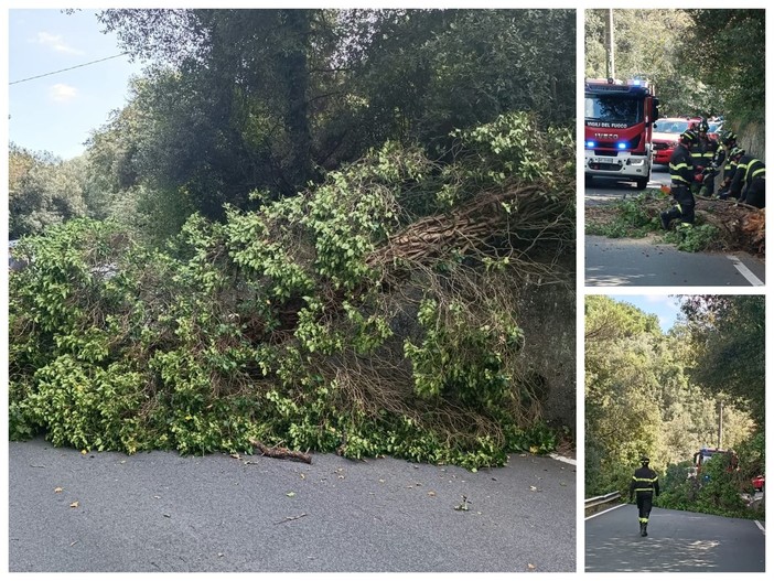 Dolceacqua, albero cade sulla strada: intervengono i vigili del fuoco (Foto)