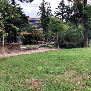 Ventimiglia: albero caduto ai giardini scatena botta e risposta tra Gaetano Scullino ed Enrico Ioculano