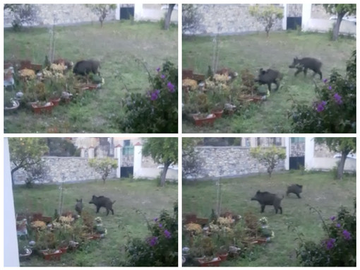 Imperia, cinghiali nel giardino di casa in via Santa Lucia. La proprietaria: "Ormai è una emergenza" (foto e video)
