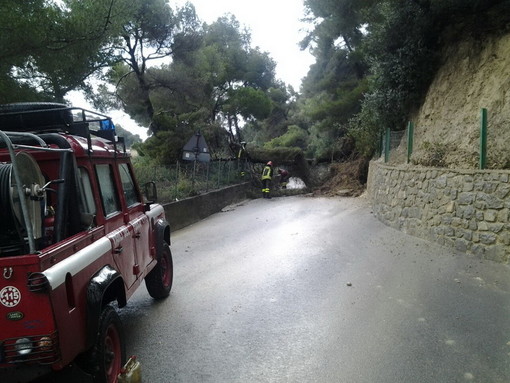 Bordighera: due alberi cadono in via Conca Verde, intervento dei Vigili del Fuoco Bordighera: due alberi cadono in via Conca Verde, intervento dei Vigili del Fuoco