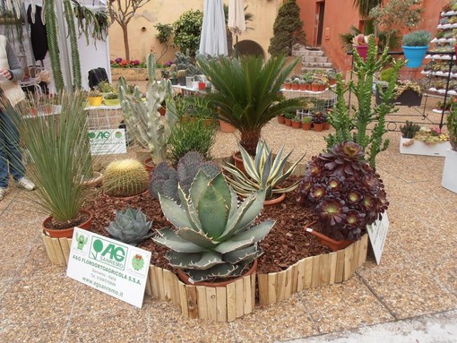 Realizza un'oasi verde ricca di colori con cactus e succulente con AG Sanremo, azienda storica della riviera dei fiori