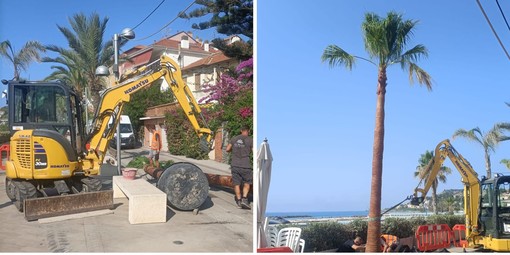 Arma di Taggia, piantate cinque nuove palme sul lungomare (Foto) Arma di Taggia, piantate cinque nuove palme sul lungomare (Foto)