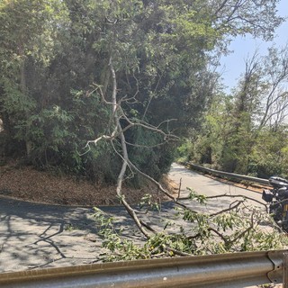 Sanremo, albero cade sulla strada: vigili del fuoco in azione (Foto)