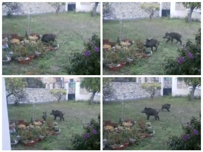 Imperia, cinghiali nel giardino di casa in via Santa Lucia. La proprietaria: "Ormai è una emergenza" (foto e video)