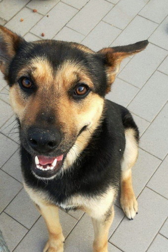 Arma di Taggia: il cagnolino Alvin ha urgente bisogno di una nuova famiglia