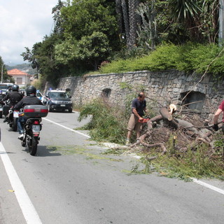 Santo Stefano al Mare: grosso albero cade sull'Aurelia, intervento dei Vigili del Fuoco