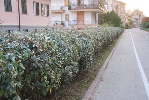Proseguono a pieno ritmo gli interventi di manutenzione di Area24 sulla pista ciclabile Proseguono a pieno ritmo gli interventi di manutenzione di Area24 sulla pista ciclabile