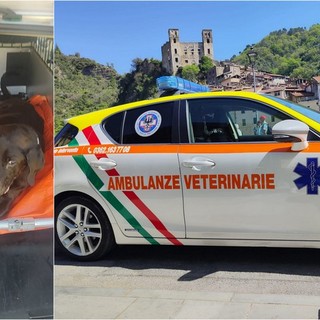 Soccorso animali, Ambulanze Veterinarie Odv: "Siamo a corto di volontari, dovremo interrompere alcuni servizi" (Foto)