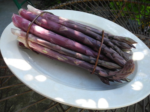 Maggio a tavola con l’asparago violetto, da mercoledì in 10 ristoranti delle province di Imperia e Savona