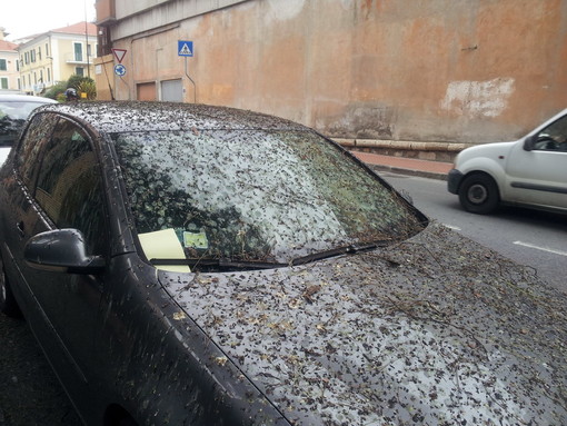 Imperia: auto completamente sommersa da escrementi di uccelli vicino alla casa circondariale Imperia: auto completamente sommersa da escrementi di uccelli vicino alla casa circondariale