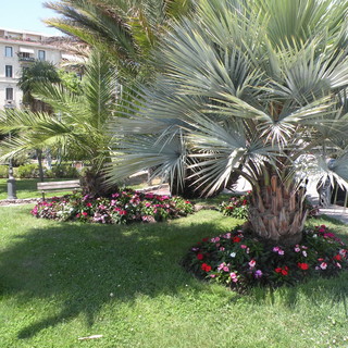 Sanremo: ultimati i lavori di abbellimento floreale al Morgana e potatura palme all'Imperatrice (foto) Sanremo: ultimati i lavori di abbellimento floreale al Morgana e potatura palme all'Imperatrice (foto)