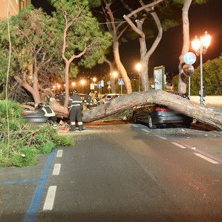 Sanremo: cade albero in via Nino Bixio e distrugge alcune auto posteggiate (foto)