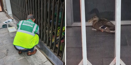 Sanremo, anatra perde l'orientamento e si rompe una zampa: intervengono polizia locale e Rangers, animale in cura dal veterinario Riello