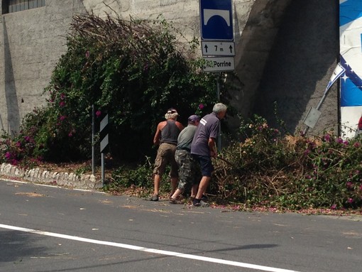 Ospedaletti: bougainvillea cade ed invade la strada all'ingresso della cittadina