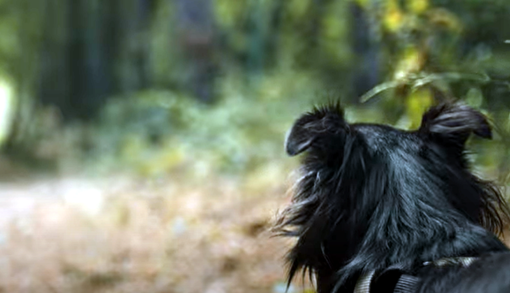 Online video contro l'abbandono degli animali diretto dal regista sanremese Marco Di Gerlando