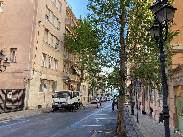 Sanremo: alberi tagliati in via Ruffini, appello all'amministrazione &quot;Rimettete altre piante&quot;