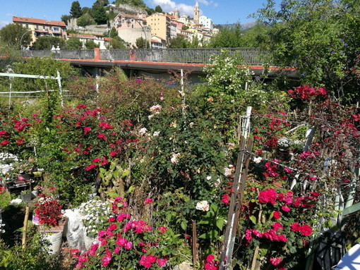 Ventimiglia: iniziato lo sgombero del ‘giardino’ di Carlo Carli vicino alla passerella Squarciafichi Ventimiglia: iniziato lo sgombero del ‘giardino’ di Carlo Carli vicino alla passerella Squarciafichi