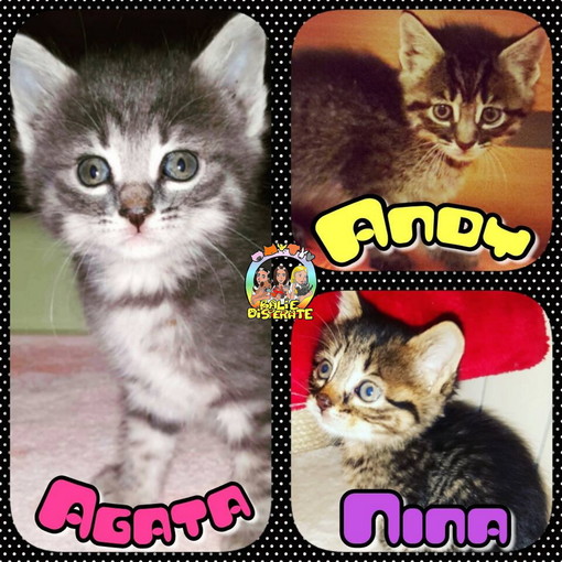 Sanremo: tre splendidi gattini hanno bisogno di nuove famiglie